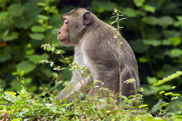 Male rhesus macaque (Macaca mulatta)