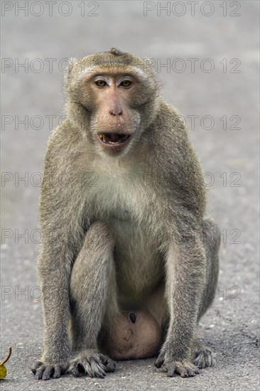 Male rhesus macaque (Macaca mulatta)