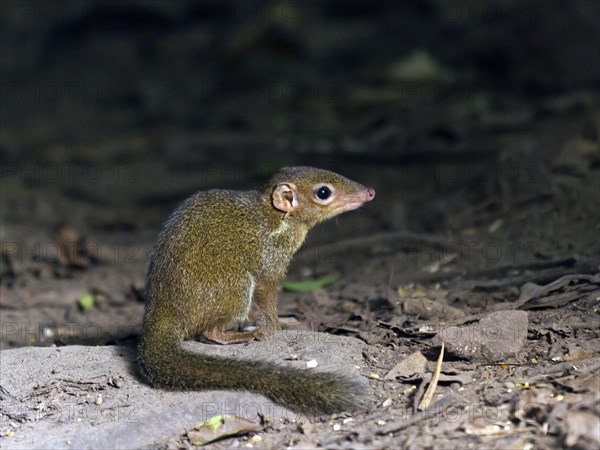 Common treeshrew (Tupaia glis)