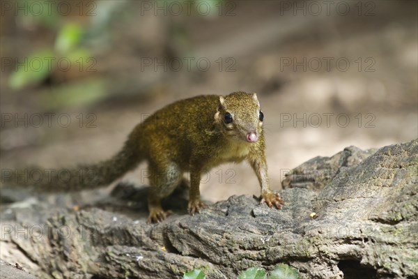 Common treeshrew (Tupaia glis)