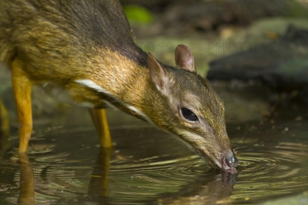 Lesser mouse-deer or kanchil (Tragulus kanchil) drinking at waterhole