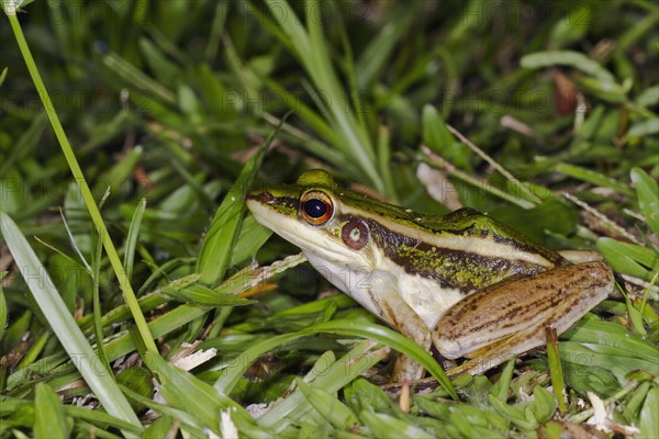 Common green frog (Hylarana erythraea)