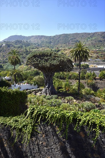 Canarian dragon tree (Dracaena draco)