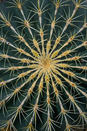 Cactus (Ferocactus histrix)