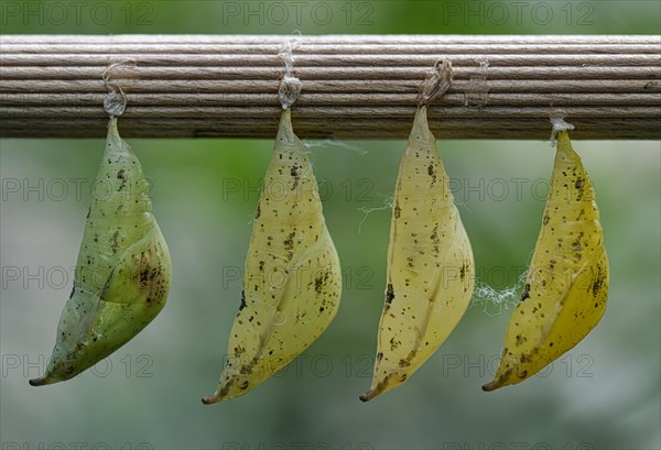 Paper kite (Idea leuconoe)