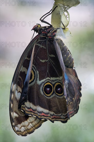 Anaxibia morpho (Morpho anaxibia)