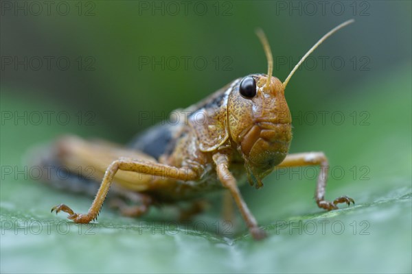 Migratory locust (Locusta migratoria)