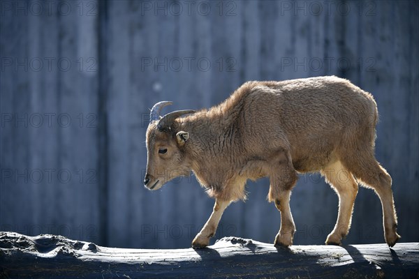 Barbary sheep (Ammotragus lervia)