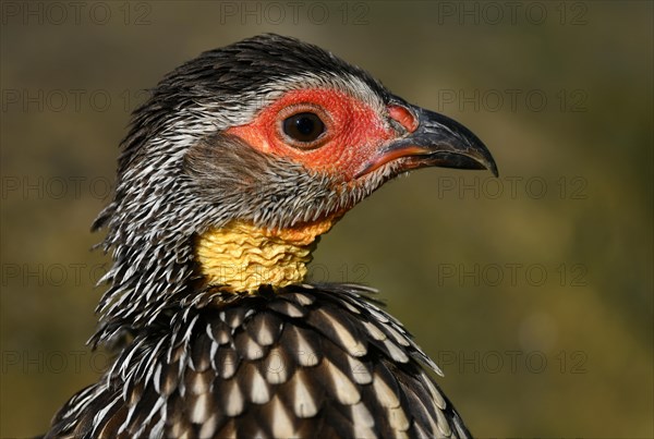 Yellow-necked spurfowl (Francolinus leucoscepus)