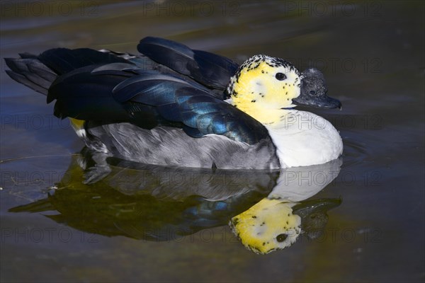 Knob-billed Duck (Sarkidiornis melanotos)