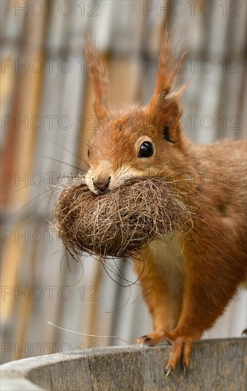 Eurasian red squirrel (Sciurus vulgaris)