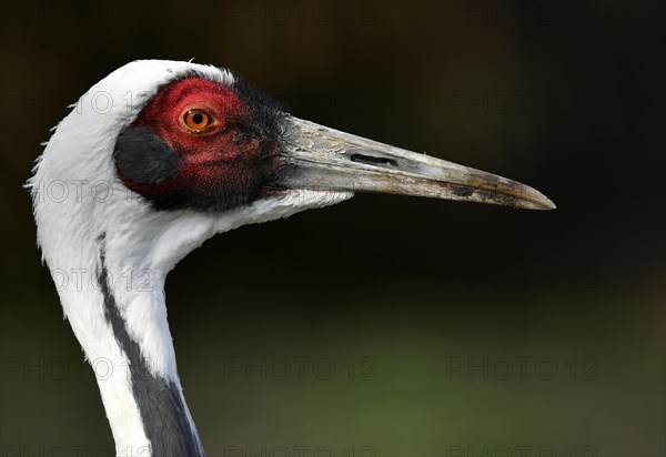 White-naped crane (Grus vipio)