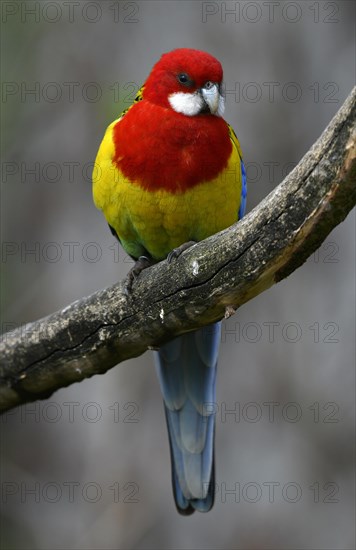 Eastern rosella (Platycercus eximius)