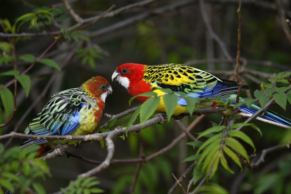 Eastern rosella (Platycercus eximius)