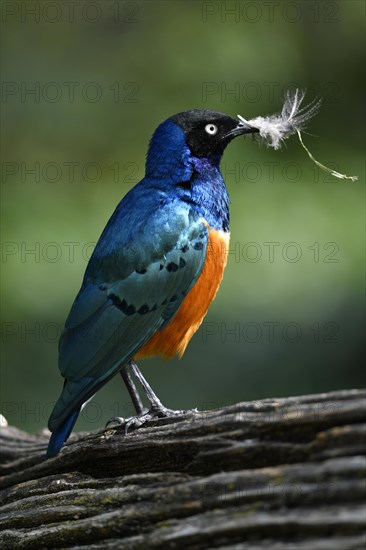 Superb starling (Lamprotornis superbus)