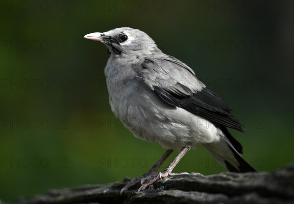 Wattled starling (Creatophora cinerea)