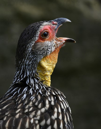 Yellow-necked spurfowl (Francolinus leucoscepus)