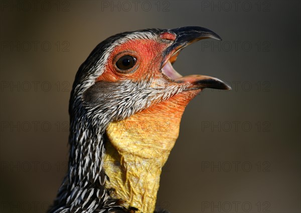 Yellow-necked spurfowl (Francolinus leucoscepus)