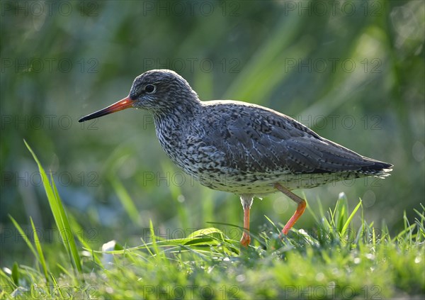 Common redshank (Tringa totanus)