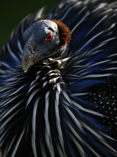 Vulturine guineafowl (Acryllium vulturinum)