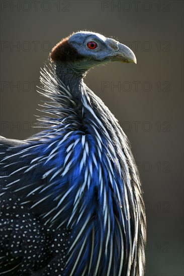 Vulturine guineafowl (Acryllium vulturinum)