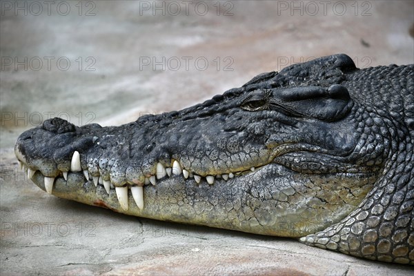 Saltwater crocodile (Crocodylus porosus)