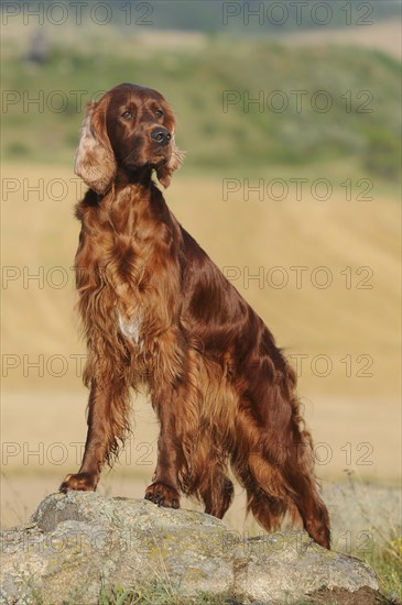 Irish Setter