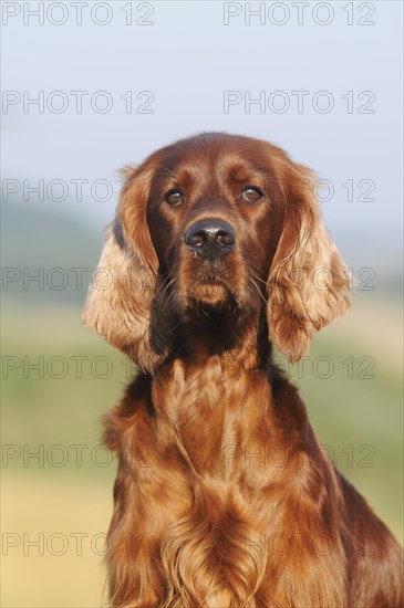 Irish Setter