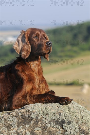 Irish Setter