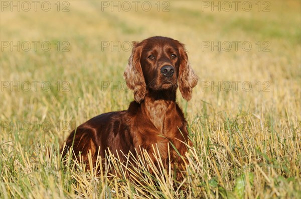 Irish Setter