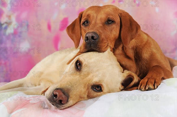 Two Labrador Retrievers