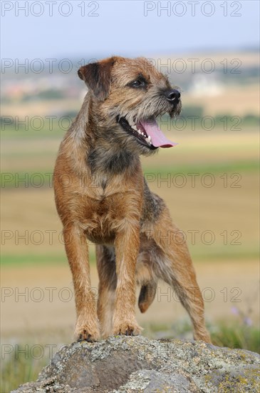 Border Terrier