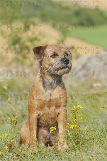 Border Terrier