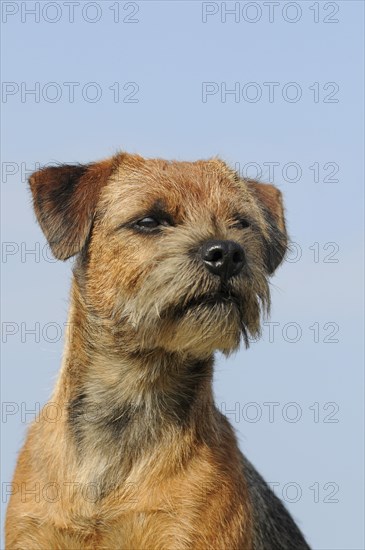 Border Terrier