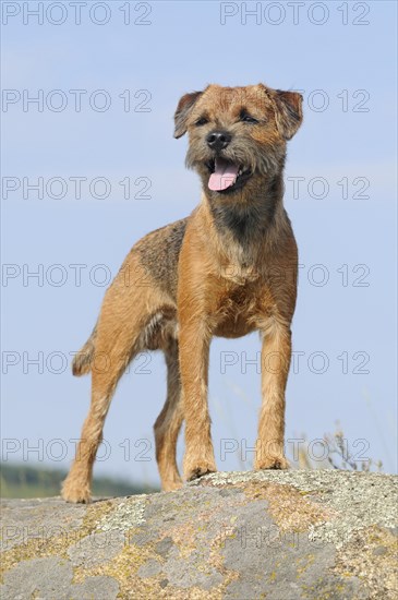 Border Terrier