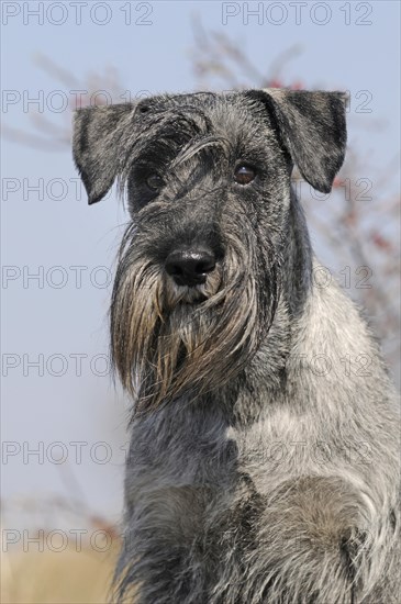 Schnauzer