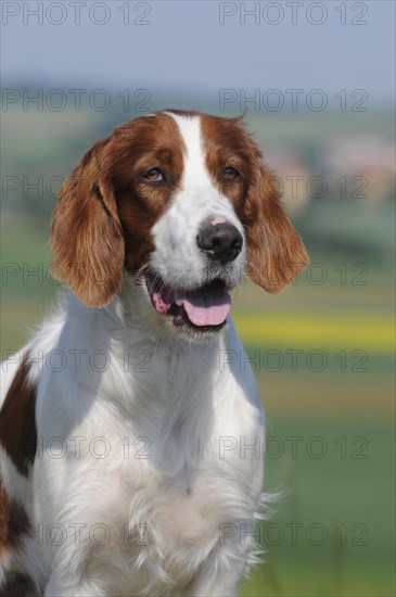 Irish Red and White Setter