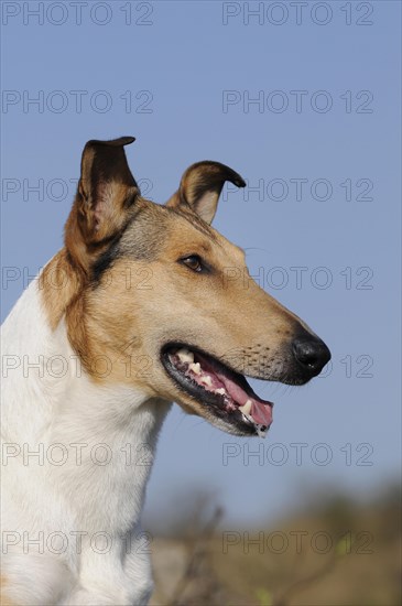 Collie Shorthair