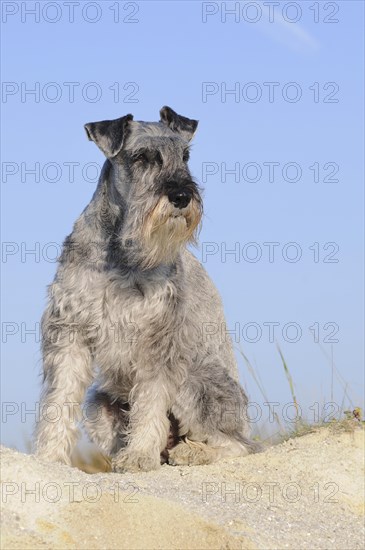 Schnauzer