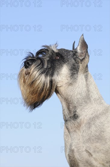 Schnauzer