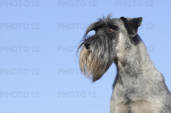 Schnauzer