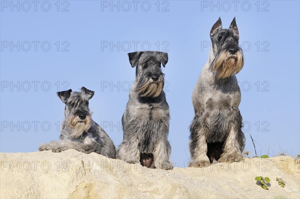 Three Schnauzers