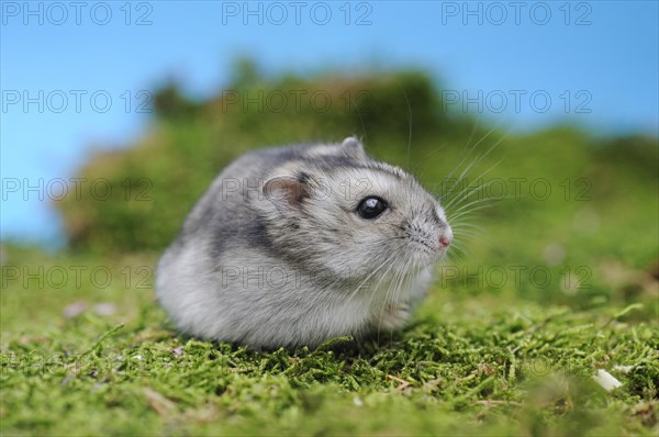 Djungarian hamster (Phodopus sungorus)