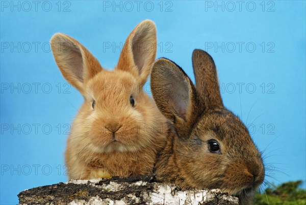 Two dwarf rabbits