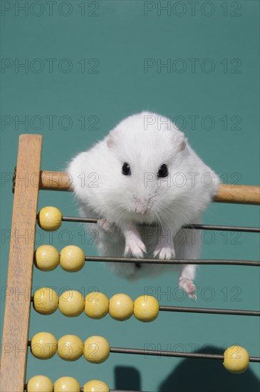 Dsungarian dwarf hamster