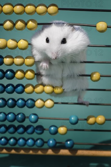 Dsungarian dwarf hamster