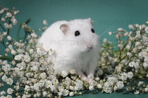 Dsungarian dwarf hamster