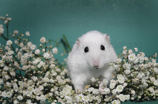 Dsungarian dwarf hamster