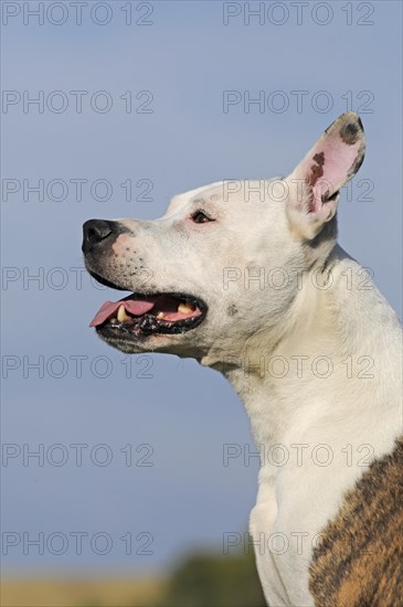 American Staffordshire Terrier