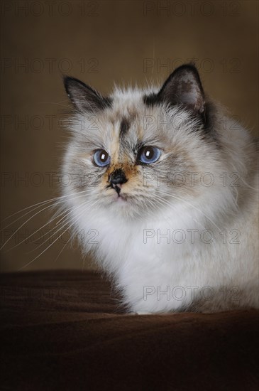 Holy Birman